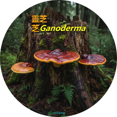 靈芝_Ganorgerma_lucidum.jpg
