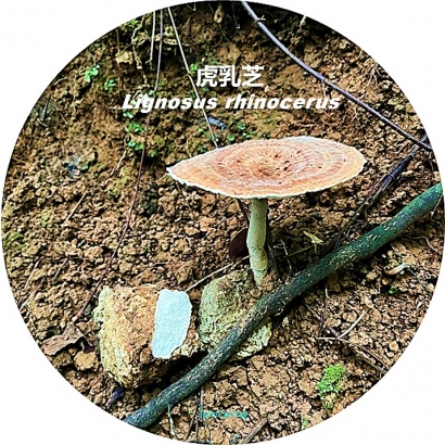虎乳芝_Lignosus_rhinocerus.jpg